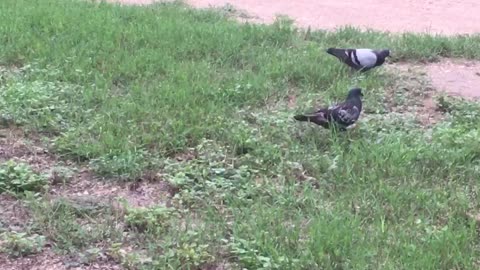 Cute pigeons find its food before the sunrises