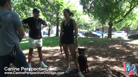 Consultation: Luna | Leash Reactive, Reactivity To Humans A Concern Or Just Fluke Moments?