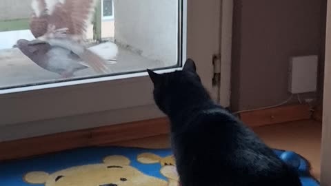 Kotełka kontra Gołębie [Rumble Short]