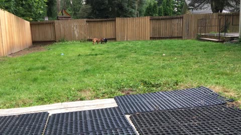 backyard hangout 390823098