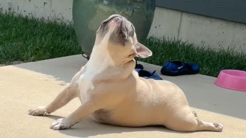 Frenchie Yoga Life