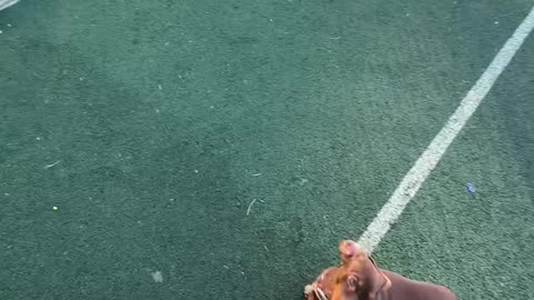 Scoring Goals on Bruno