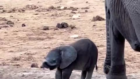 Baby elephant learning how to use his trunk ❤️🐘