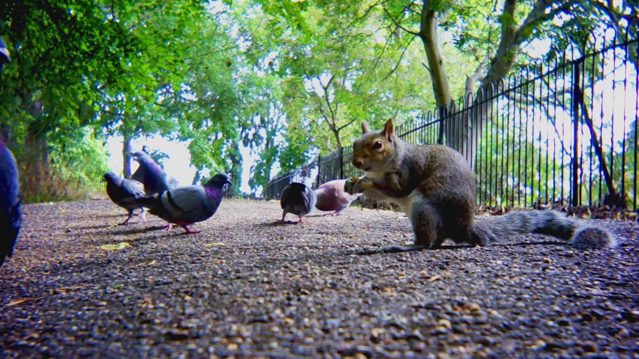 Squirrel - Oreo Pancake Lens