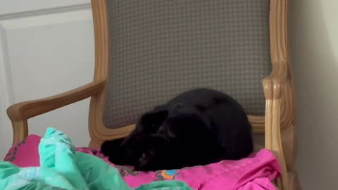 Precious Piper Looks Like a Black Velvet Kitty Sleeping on a Throne - My Adopted Shelter Cat Vlog