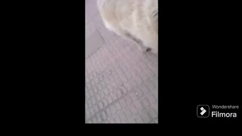 3 jovenlandeses aparecen de la nada cuando estoy sacando al perro