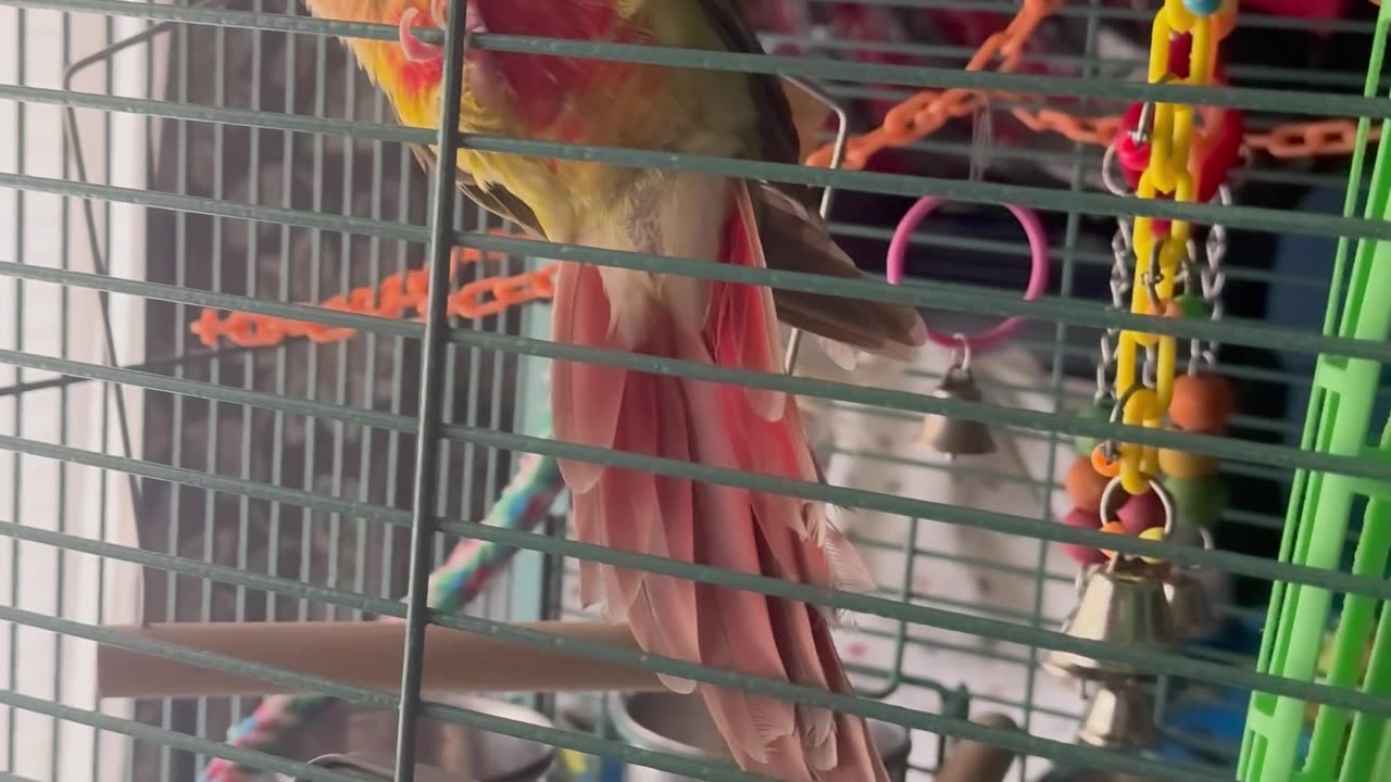 Parrot cute