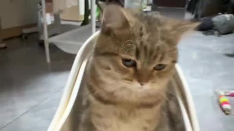 Boss Meowfia