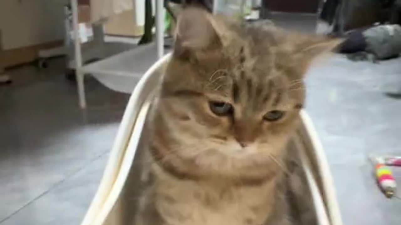 Boss Meowfia