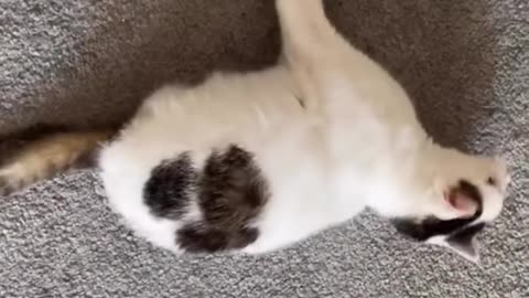 Funny animals