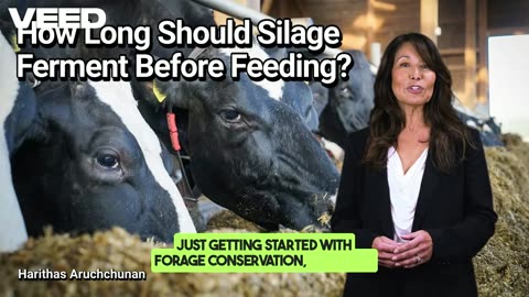 How Long Should Silage Ferment Before Feeding :The Secret to Healthier Dairy Cattle