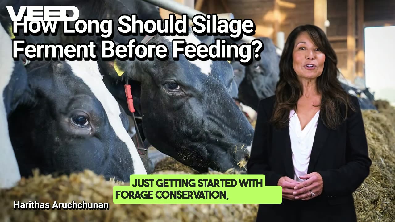 How Long Should Silage Ferment Before Feeding :The Secret to Healthier Dairy Cattle