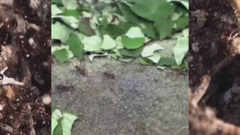 🍃🐜 Leafcutter Ants – Nature’s Tiny Farmers! 🍄🌱