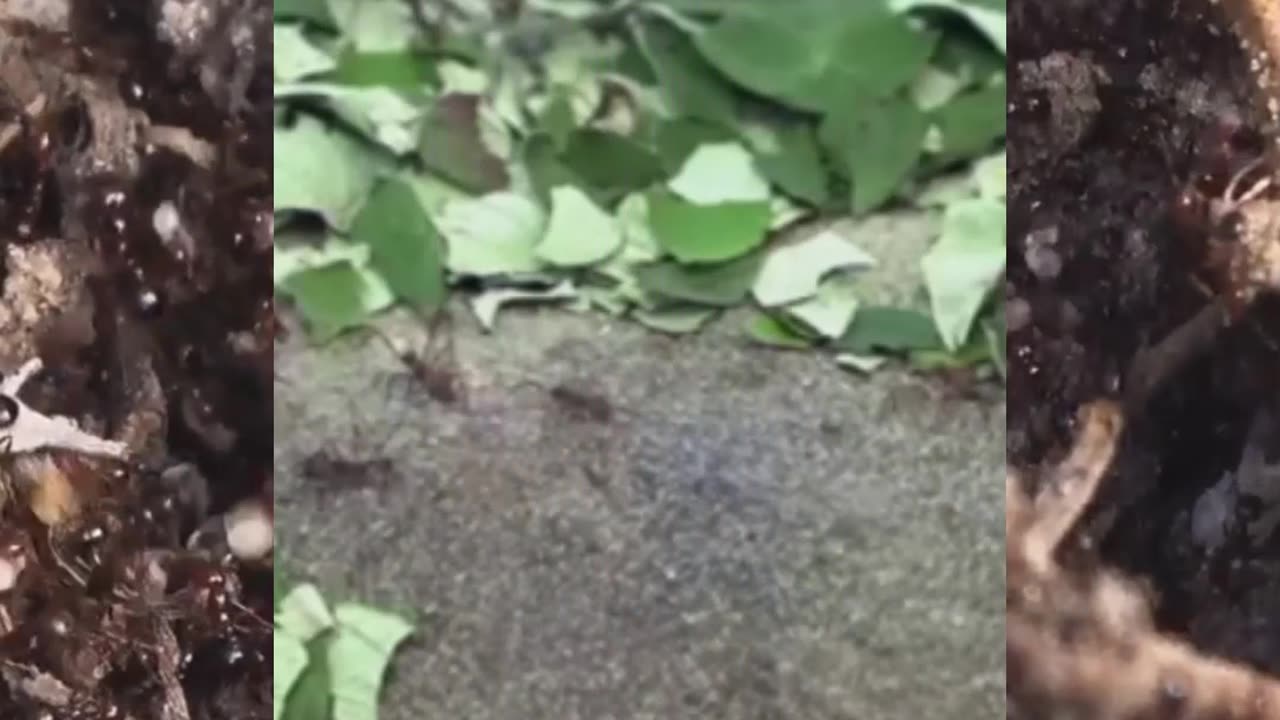 ππ Leafcutter Ants β Natureβs Tiny Farmers! ππ±