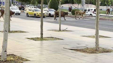 Civilized Cows Cross Through City Center