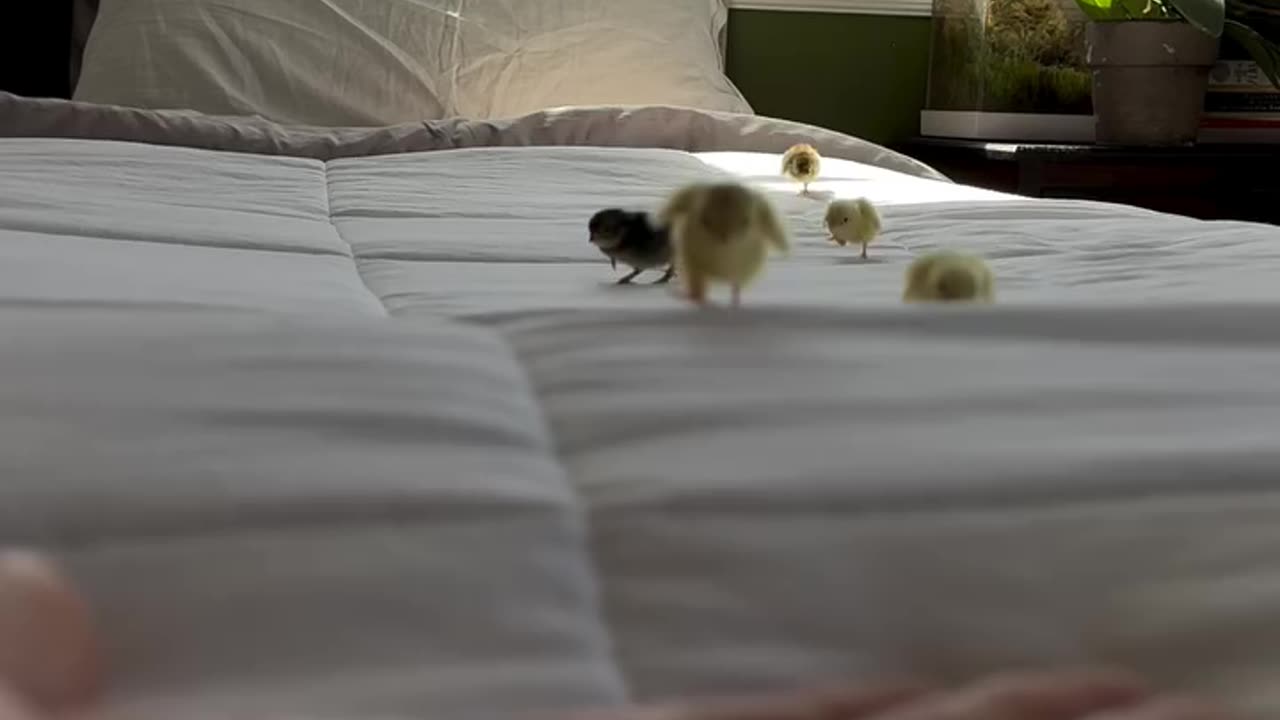 Cute tiny fluffy guys
