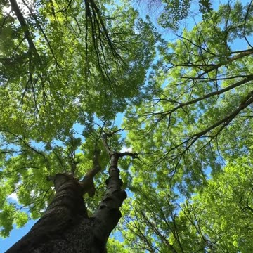 The Nature 🍀🍃 #nature #relaxingnature