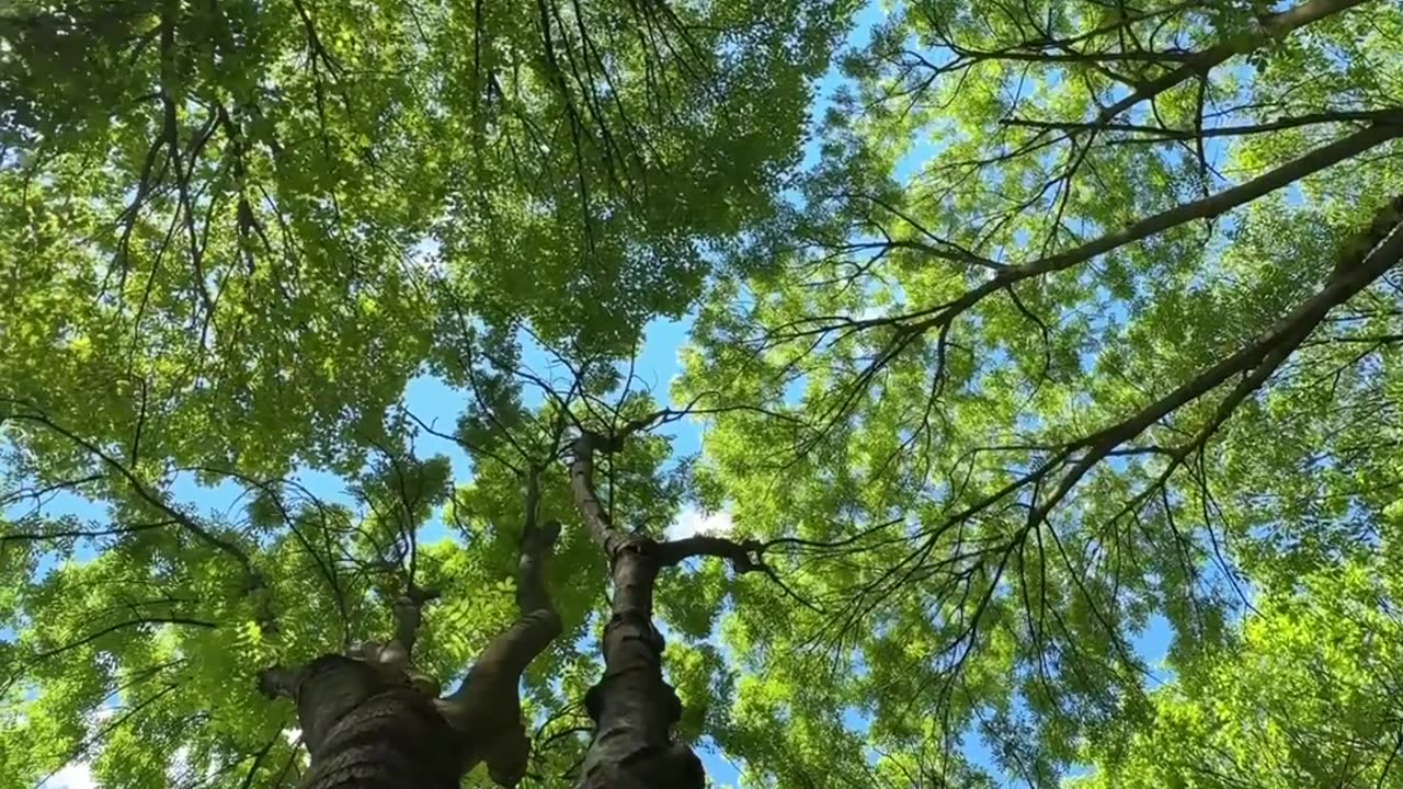The Nature 🍀🍃 #nature #relaxingnature