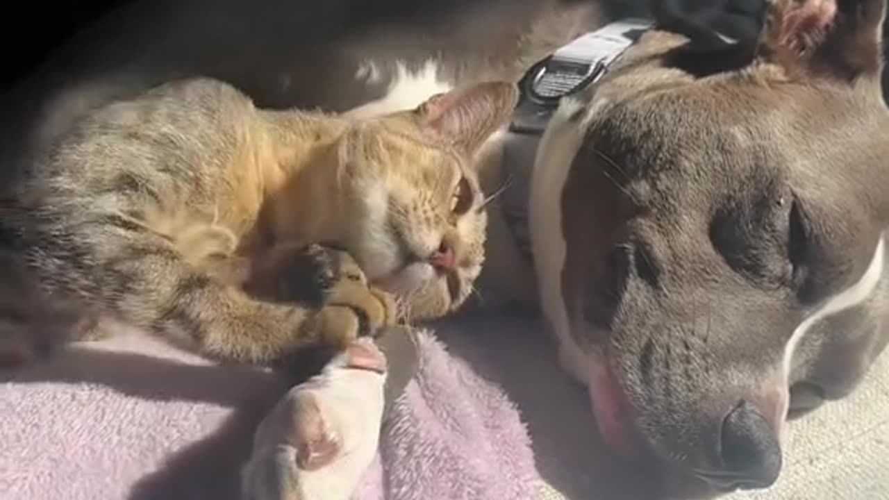Funny animals