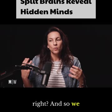 Left Brain vs. Right Hand - Annaka Harris on Modern Wisdom #consciousness #modernwisdom