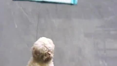 Hungry Puppy 😂🐾 Racing for Food!