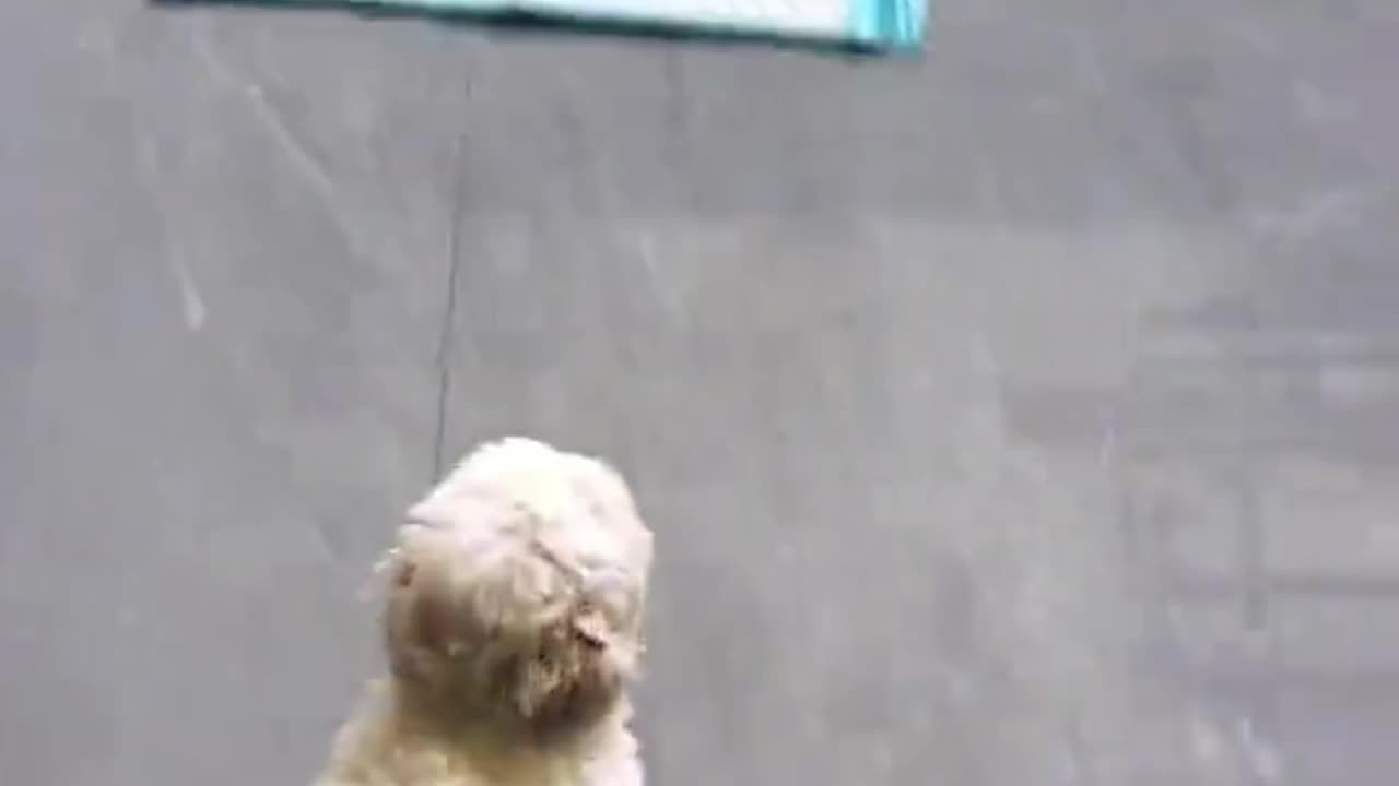 Hungry Puppy 😂🐾 Racing for Food!