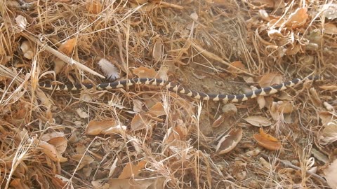 King Snake
