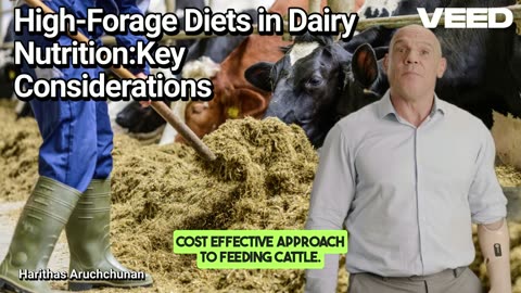 High Forage Diets in Dairy Nutrition:Key Considerations