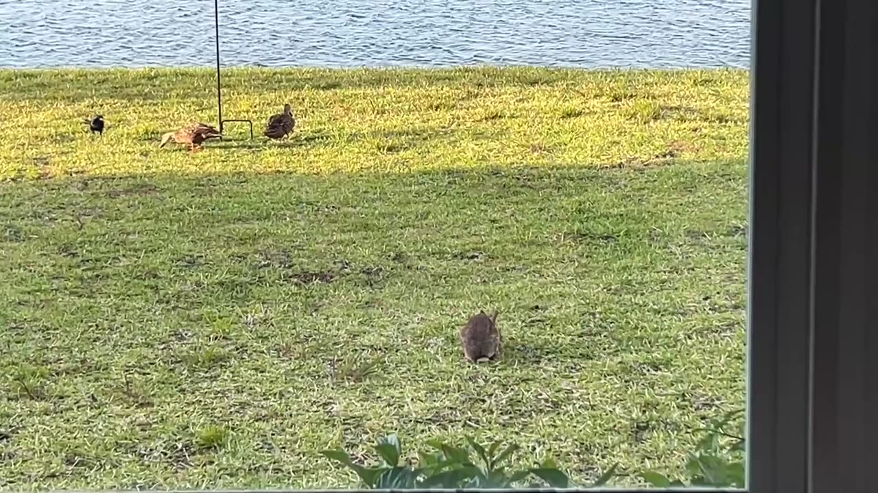 Steve's Easter Zoo