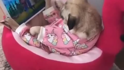 Hilarious Cat Moments That Will Make Your Day! 😹🎶
