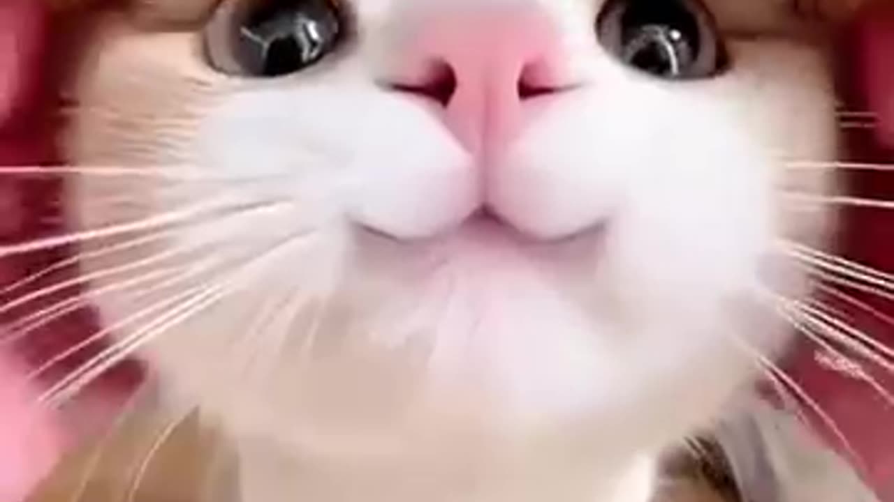cat compilation, animal lovers, pet videos, cat tricks, cat training,