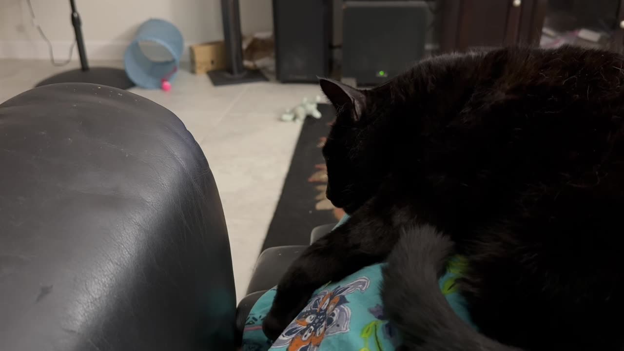 Cute Precious Piper Shows the Proper Way to Be a Lap Cat - Adopting a Cat from a Shelter Vlog