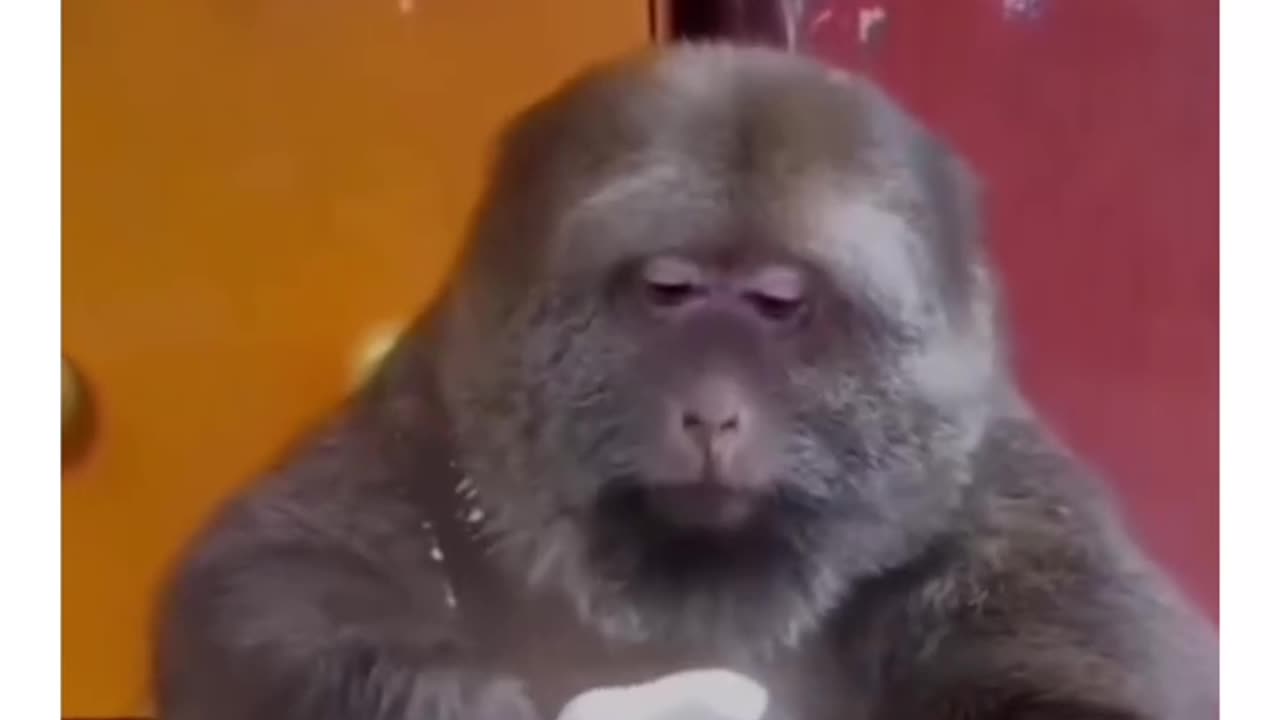 The monkey