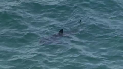 Sharks The Big Five ocean Unlimited Preadcter !! Free Documentary nature