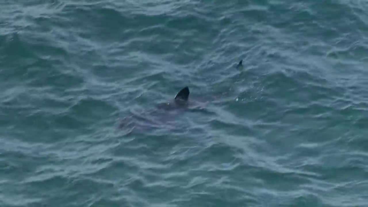 Sharks The Big Five ocean Unlimited Preadcter !! Free Documentary nature
