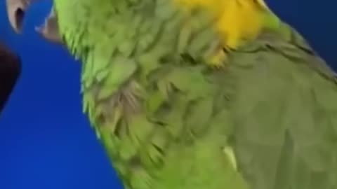 Watch This Parrot Sing & Play Guitar Like a Pro!