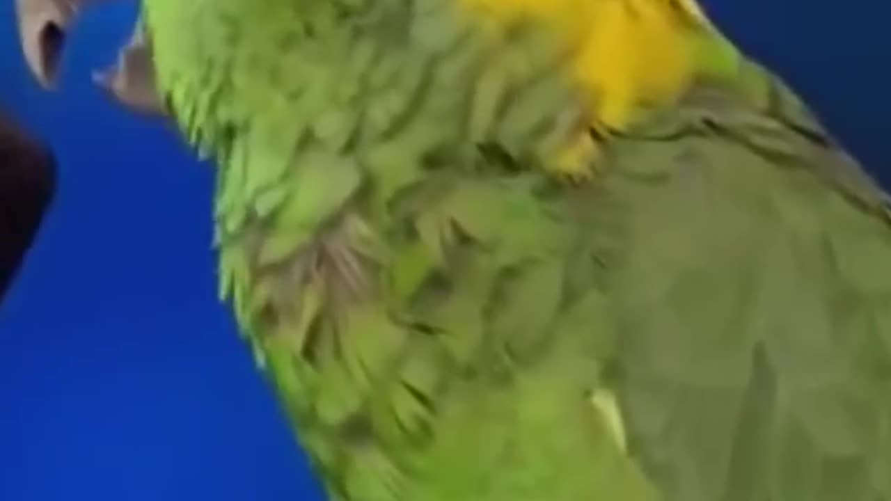 Watch This Parrot Sing & Play Guitar Like a Pro!