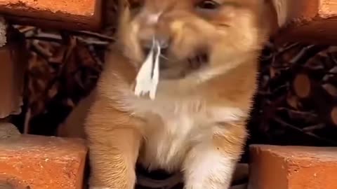 Puppy meets a butterfly on his nose!
