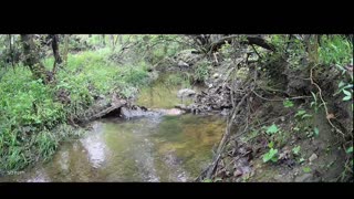 Live Stream