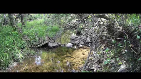Live Stream