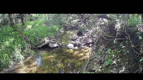Live Stream