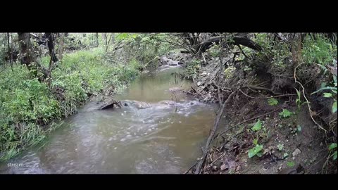 Live Stream