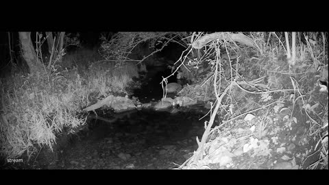 Live Stream