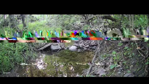Live Stream