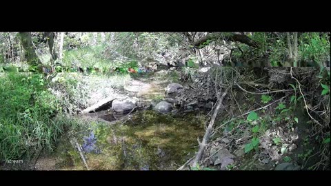 Live Stream