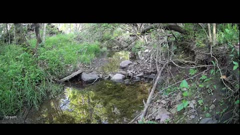 Live Stream