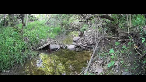 Live Stream