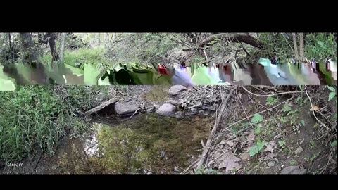 Live Stream