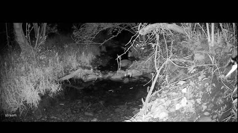 Live Stream