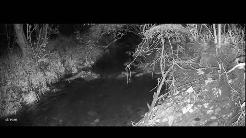 Live Stream
